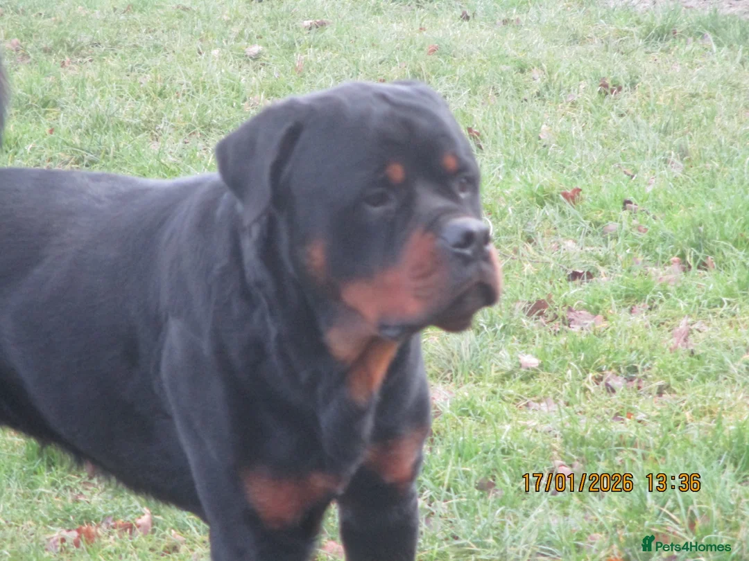 Rottweiler dogs for sale: kc reg young male - Advert 3