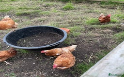 Chickens poultry for sale: 7 Laying Chickens For Sale - Image 3