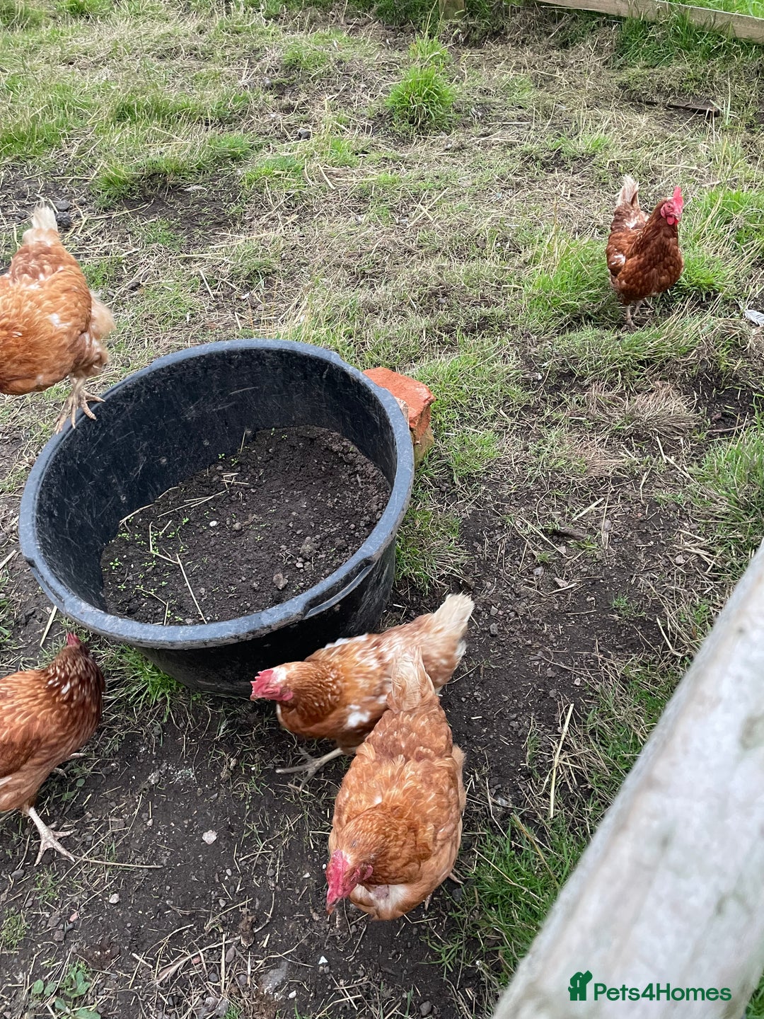 Chickens poultry for sale: 7 Laying Chickens For Sale - Image 3