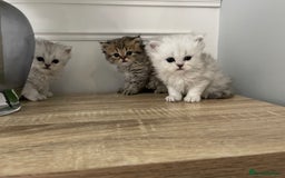 Persian cats for sale: Silver chinchilla Persian kittens  - Image 3