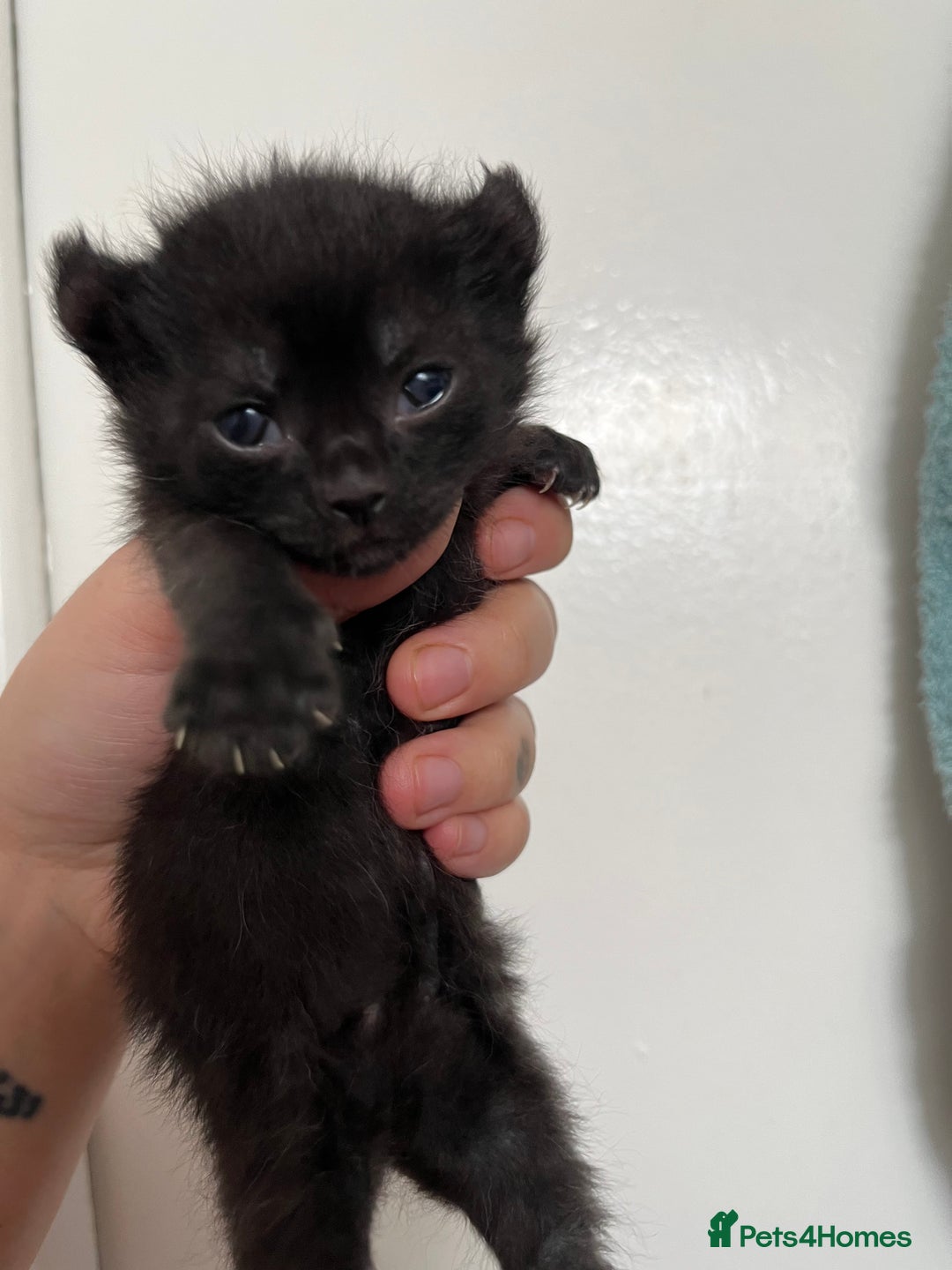 Sphynx cats for sale: Sphynx elf X kittens 🧝‍♀️🧝‍♂️ - Advert 6