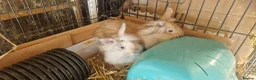 Lionhead rabbits for sale: Lovely tempered little lionhead babies- m and f - Advert 23