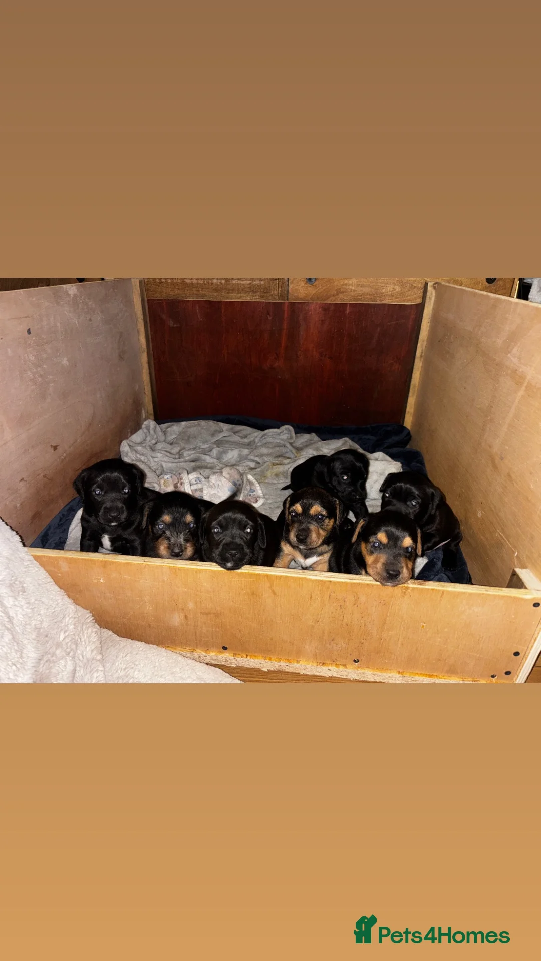 Patterjack dogs for sale: Patterjack puppies 6 available  - Advert 2