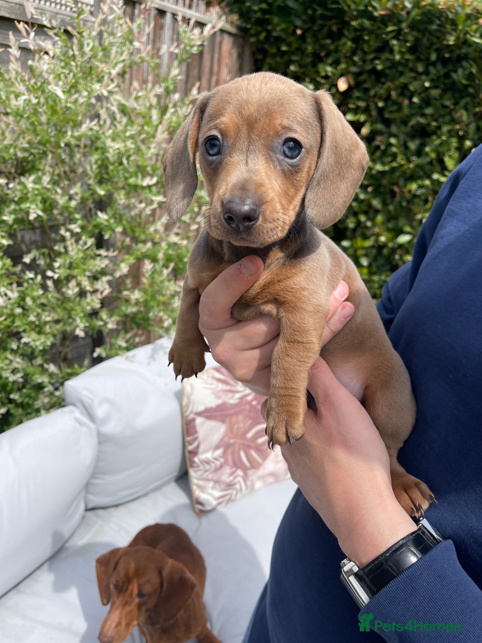 Miniature Dachshund dogs Ready to Collect! Miniature Dachshund Puppies 🐾  - Advert 1