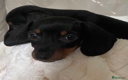 Miniature Dachshund dogs for sale: 💙Miniature dachshund puppies💝 - Image 8
