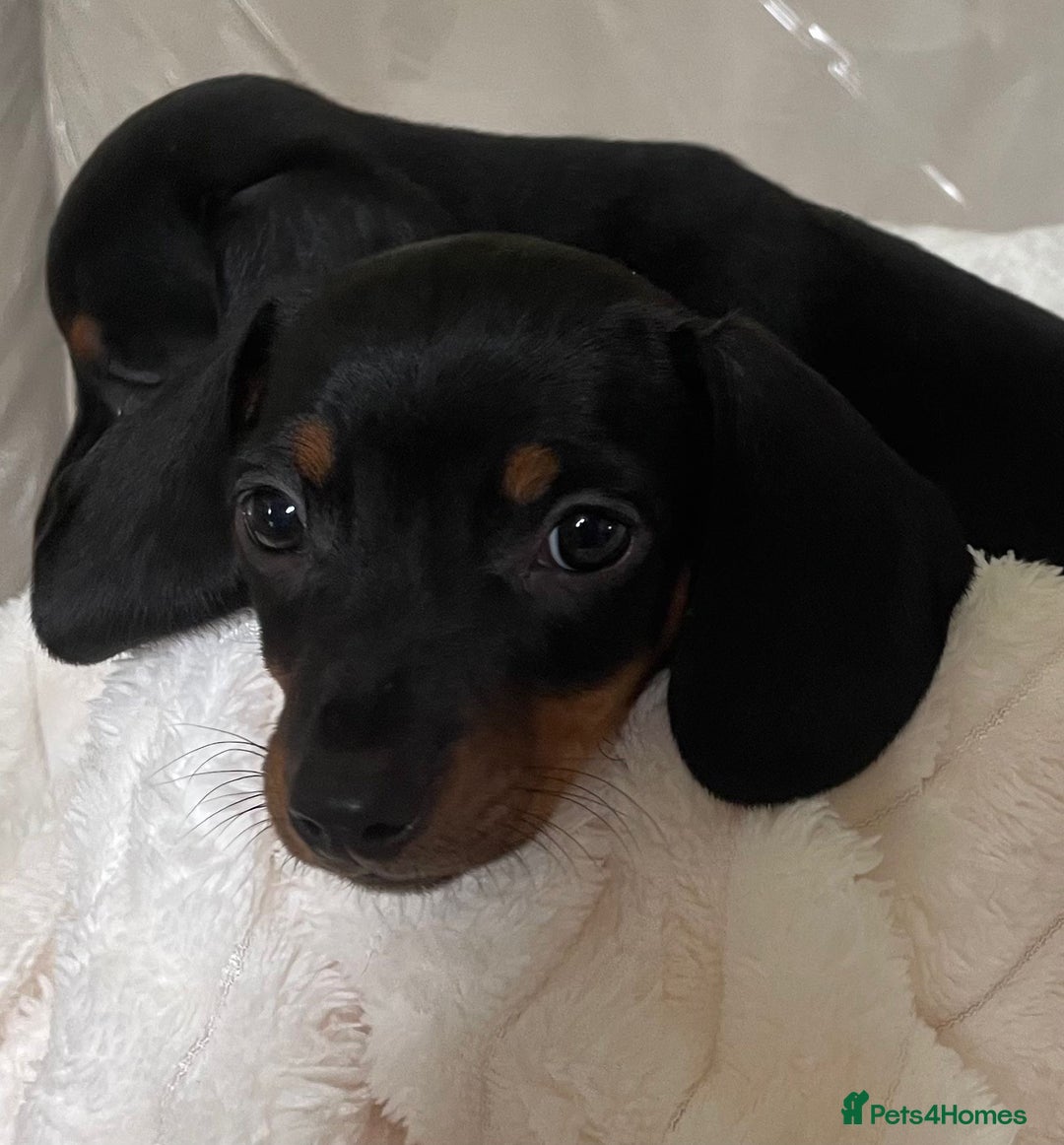 Miniature Dachshund dogs for sale: 💙Miniature dachshund puppies💝 - Image 8