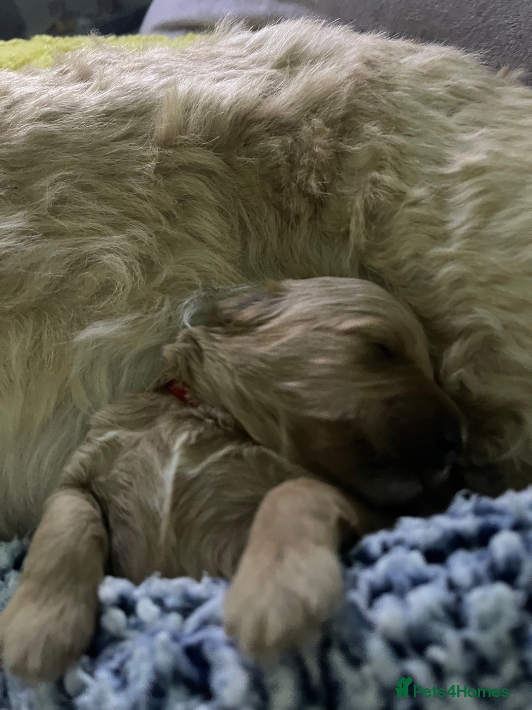 Cockapoo dogs for sale: Cockapoo puppies - Advert 2