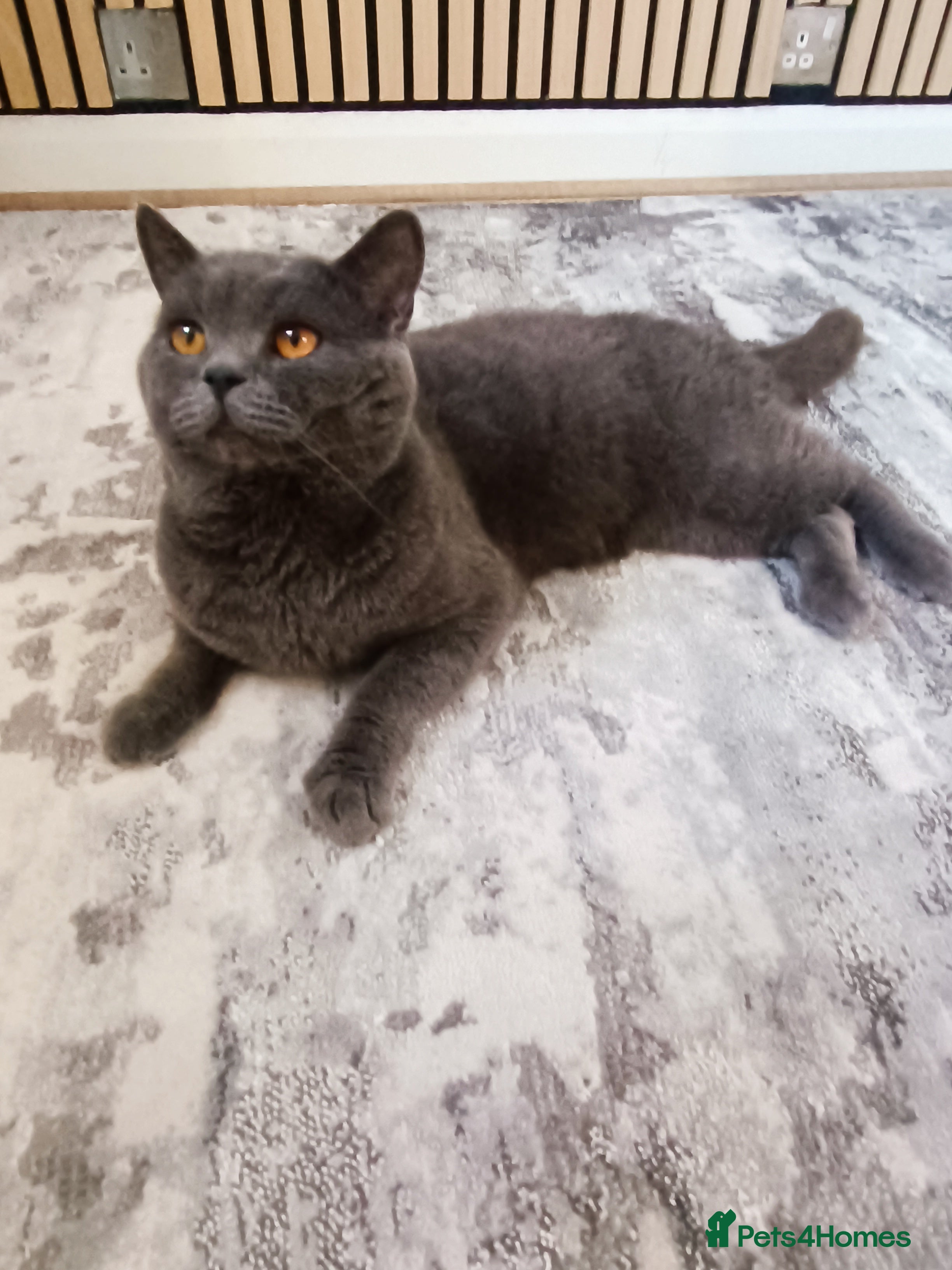 Mixed Breed cats Mixed breed - BSH x Scottish fold male - Advert 1