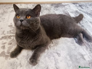 Mixed Breed cats Mixed breed - BSH x Scottish fold male - Advert 1