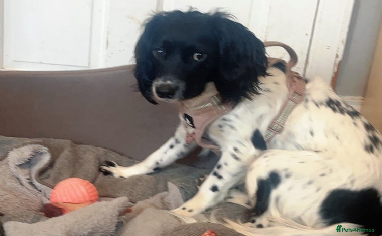 English Springer Spaniel dogs - Advert 1