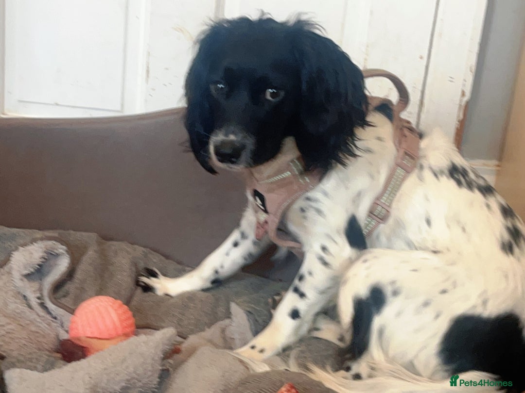 English Springer Spaniel dogs for sale: Poppy ( beautiful Angel) - Image 1
