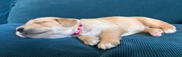 Golden Retriever dogs for sale: Beautiful KC Golden Retrievers  - Advert 14