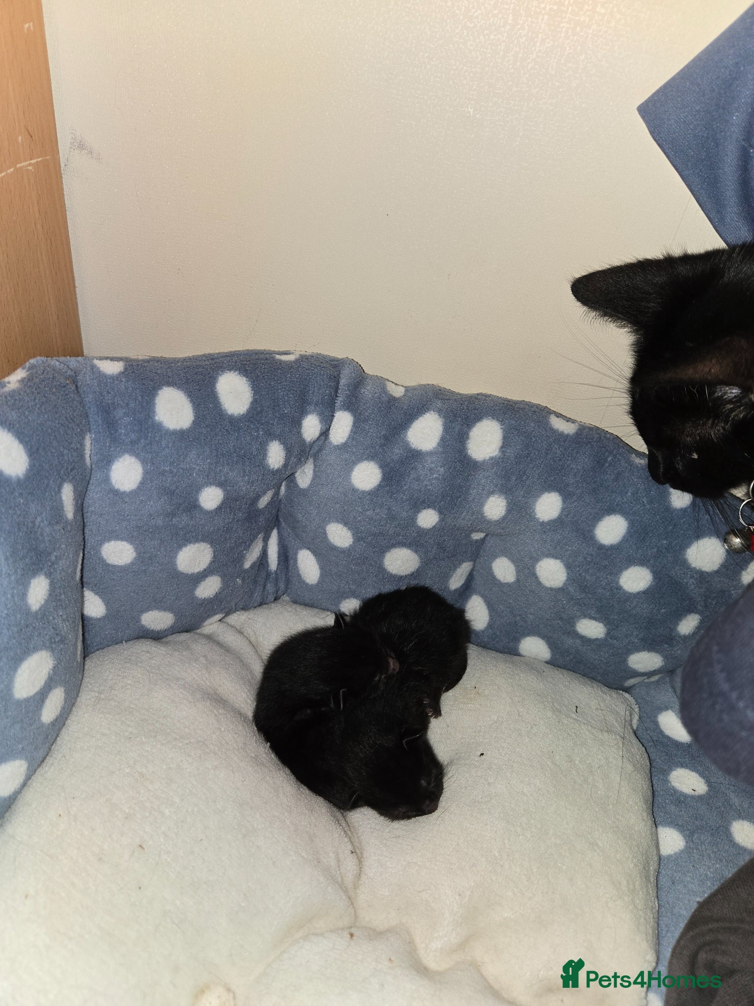 Mixed Breed cats Beautiful black male kitten !!! - Advert 3