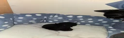 Mixed Breed cats for sale: Beautiful black male kitten !!! in Thornton-Cleveleys - Advert 1