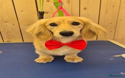 Miniature Dachshund dogs for sale: English Cream KC Reg PRA Clear Mini Dachshund  - Advert 32