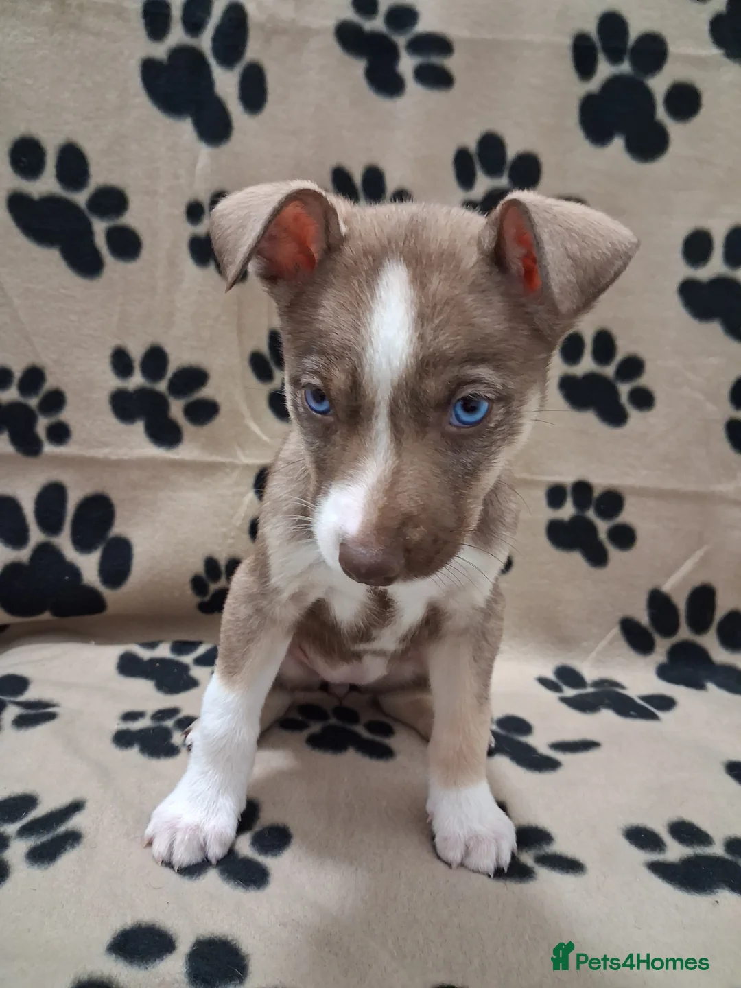 Mixed Breed dogs for sale: Agouti Husky Cross puppies  - Advert 30