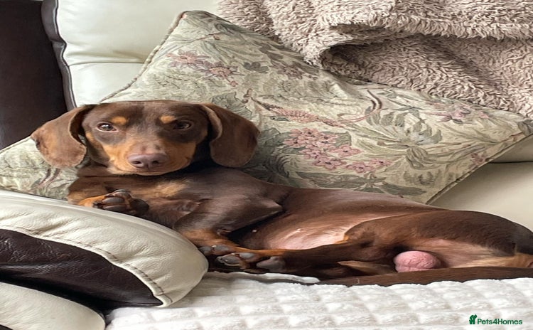 Dachshund dogs in Bilston - Advert 3