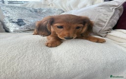 Miniature Dachshund dogs for sale: Minature dachshund  - Image 8