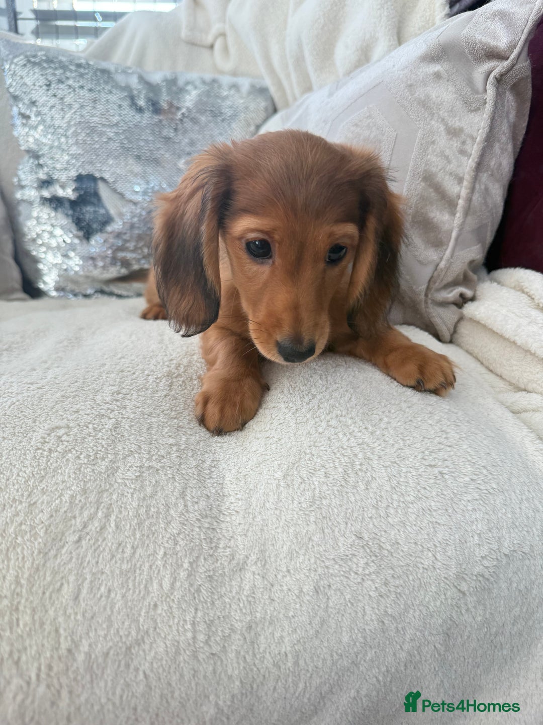 Miniature Dachshund dogs for sale: Minature dachshund  - Image 8