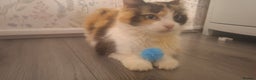 Mixed Breed cats for sale: Adult cats for urgent sale - Advert 2