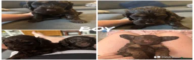 Cockapoo Puppy 1