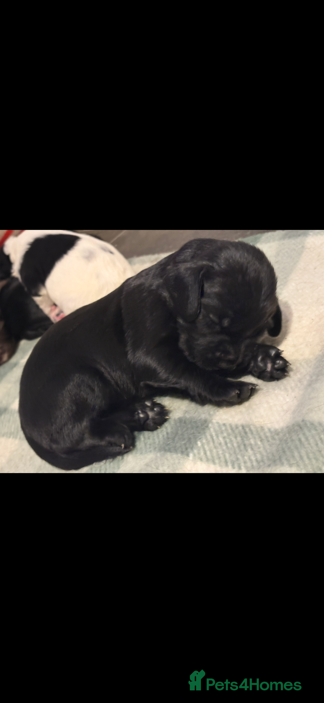 Mixed Breed dogs for sale: 5 BEAUTIFUL SPRINGER/SPROCKER PUPPIES FO SALE  - Advert 9