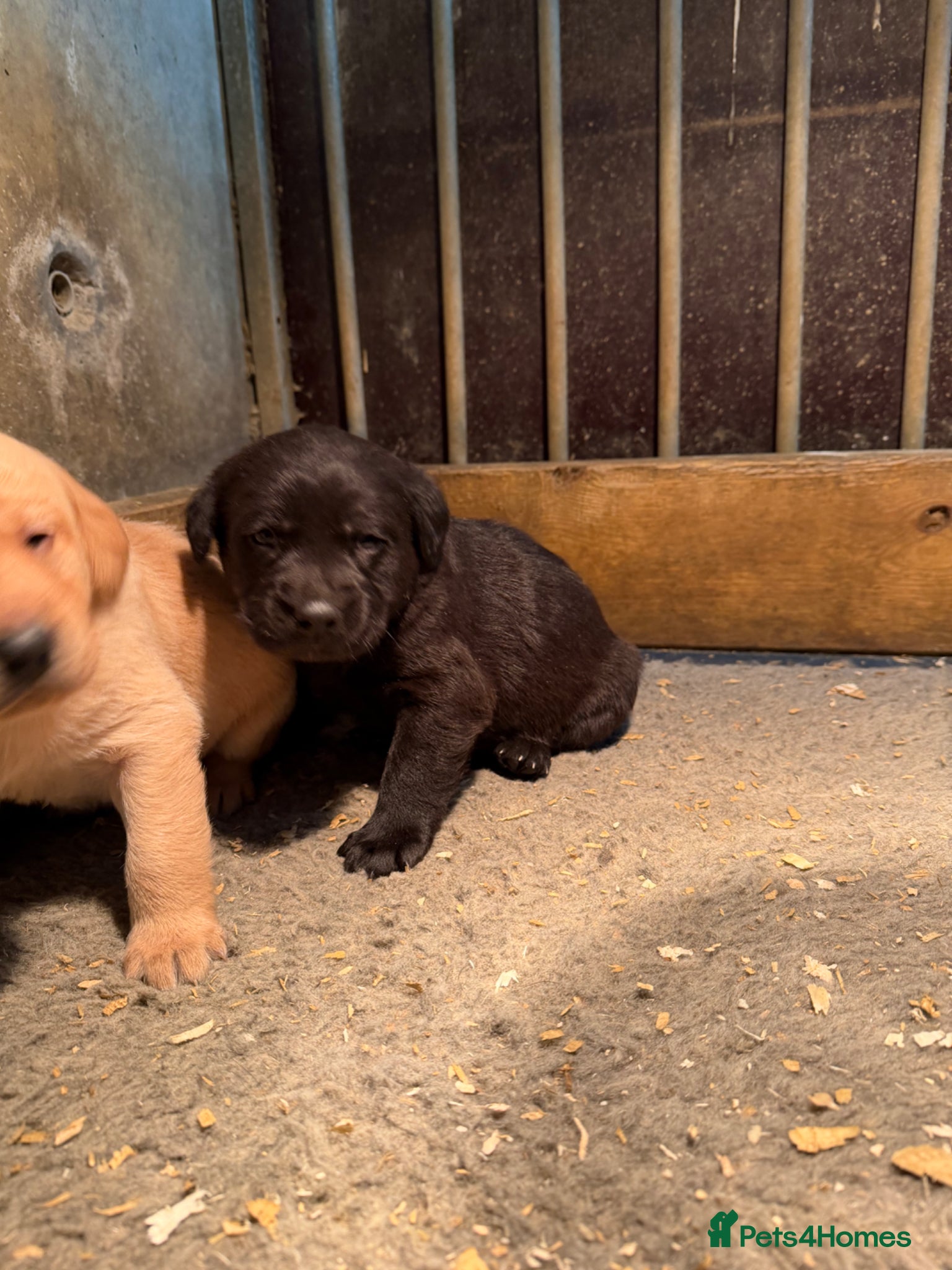 Labrador Retriever dogs Labrador puppy - Advert 1