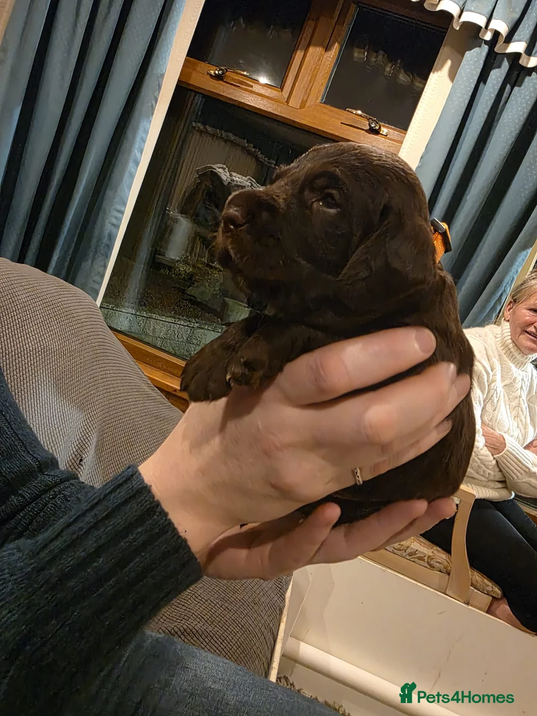Mixed Breed dogs for sale: Wirehaired Pointer hybrid x Labrador puppies  in Fraserburgh - Advert 2