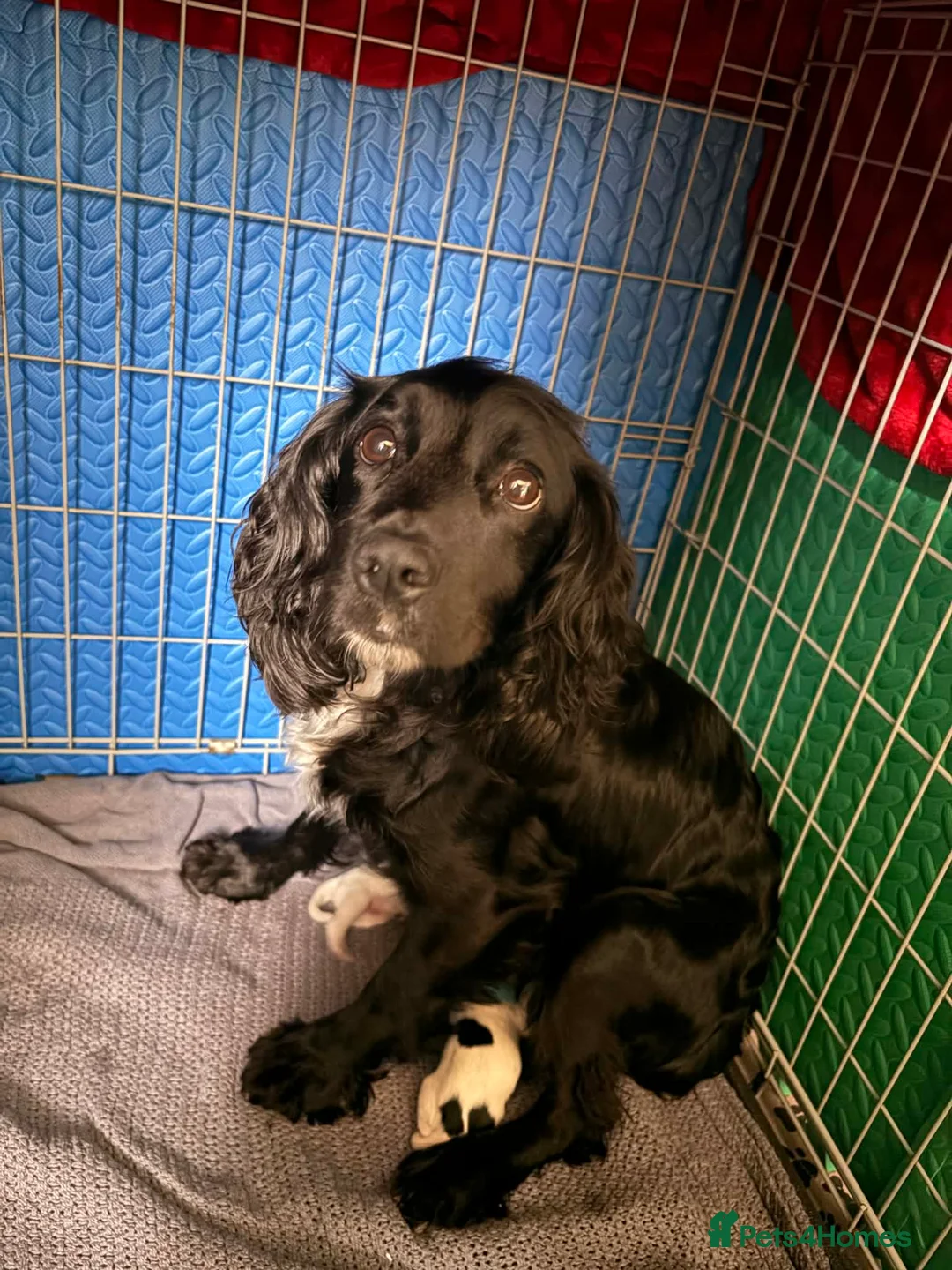 Cocker Spaniel dogs for sale: Working cocker spaniel puppies  - Advert 17