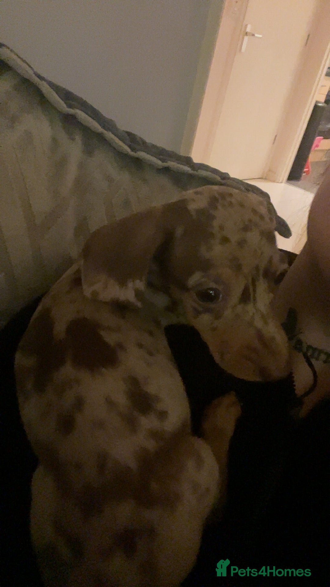 Miniature Dachshund dogs for sale: Miniature dachshund - Advert 4