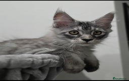 Maine Coon cats for sale: Maine Coon Magic – 3 Stunning Boys Kittens - Image 10