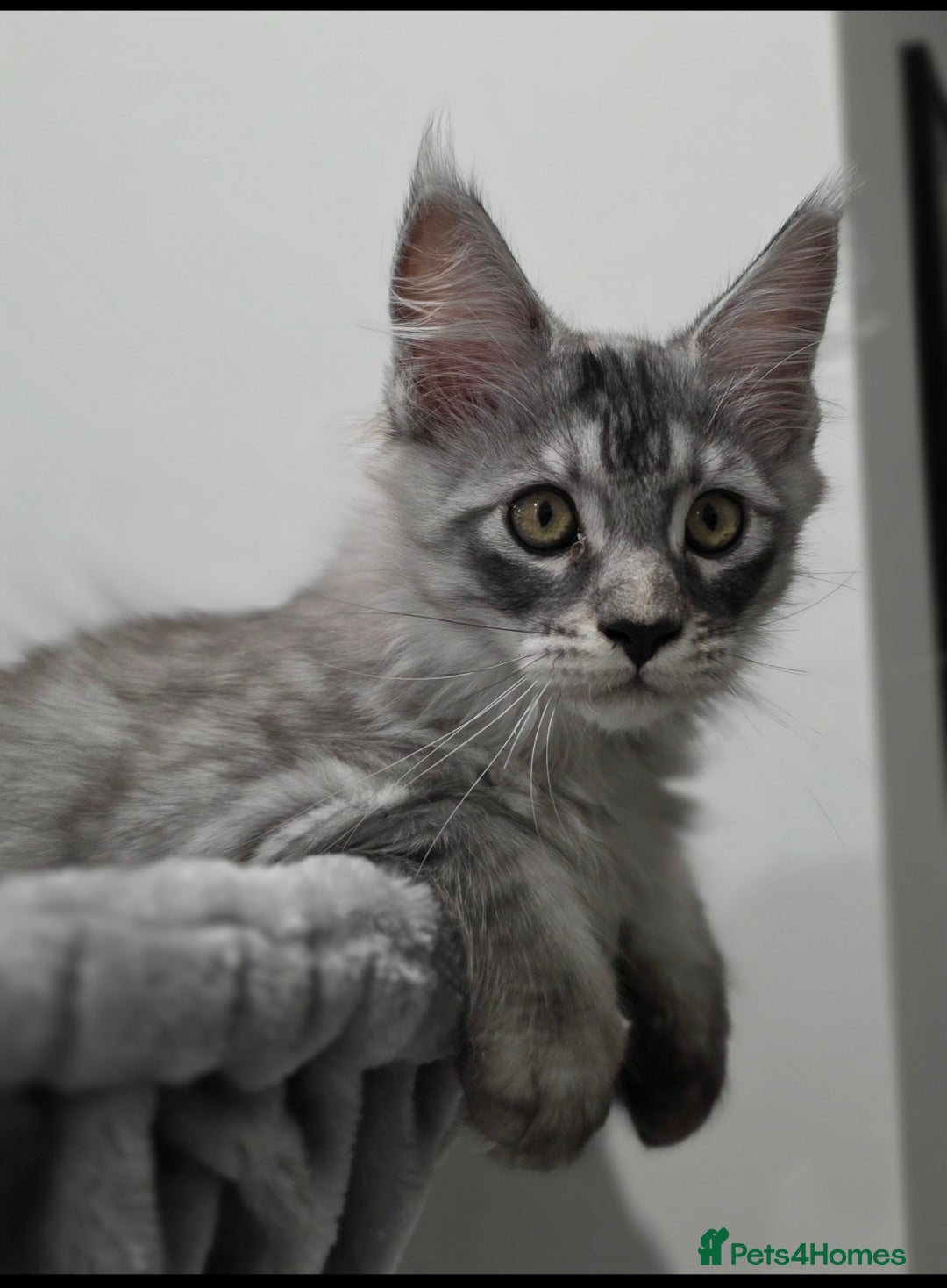 Maine Coon cats for sale: Maine Coon Magic – 3 Stunning Boys Kittens - Image 10