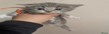 Maine Coon Kitten 7
