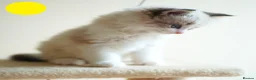 Mixed Breed cats for sale: 3 Siamese and Ragdoll mixed kittens - Advert 6