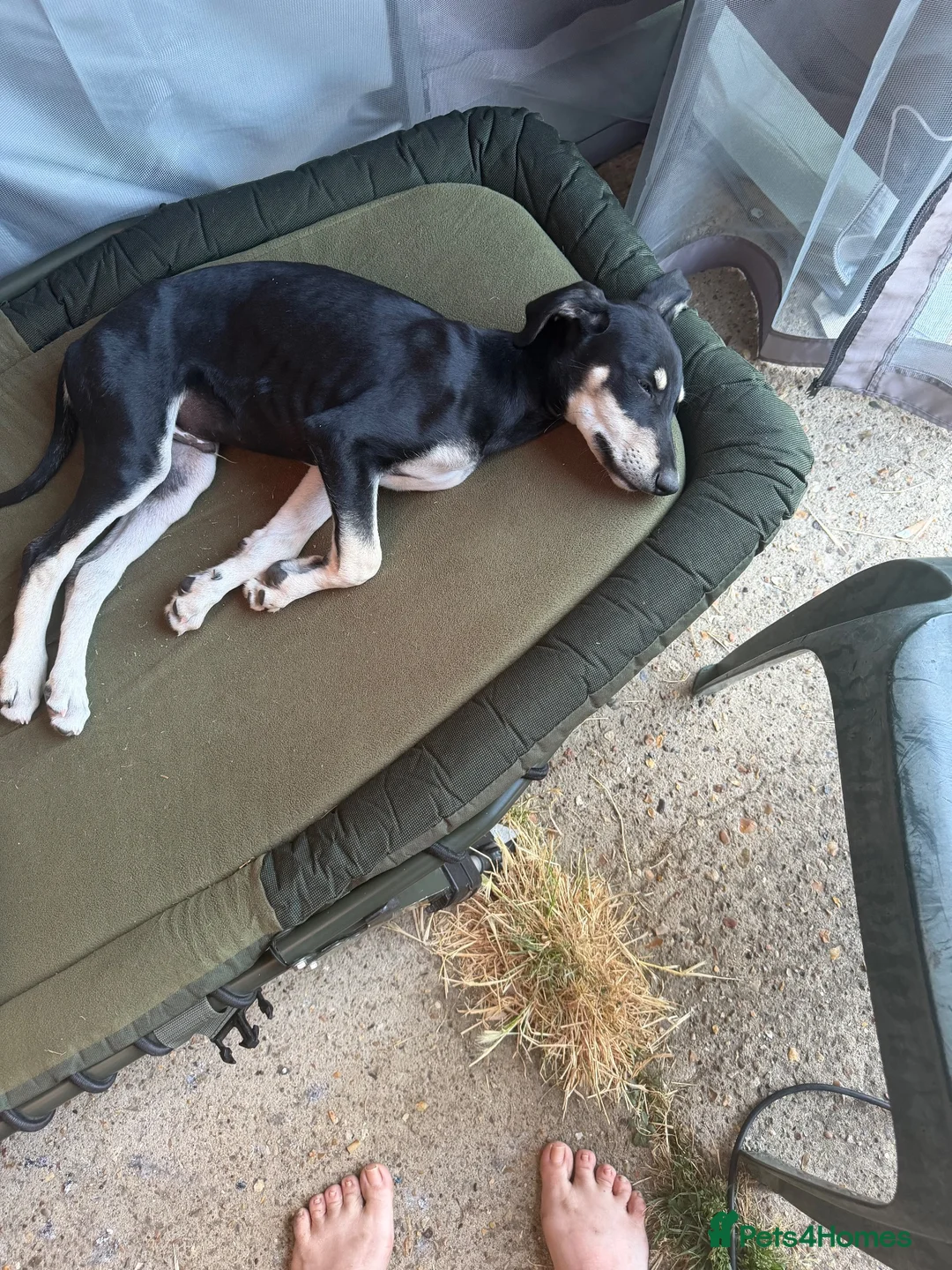 Mixed Breed dogs for sale: Rocky looking for his forever home - Advert 3