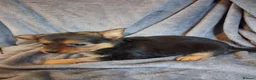 Pomchi dogs for sale: 3 beautiful Pomchi - Advert 6