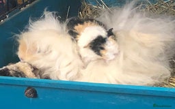 Guinea Pig rodents for sale: Beautiful Peruvian Lady - Image 4