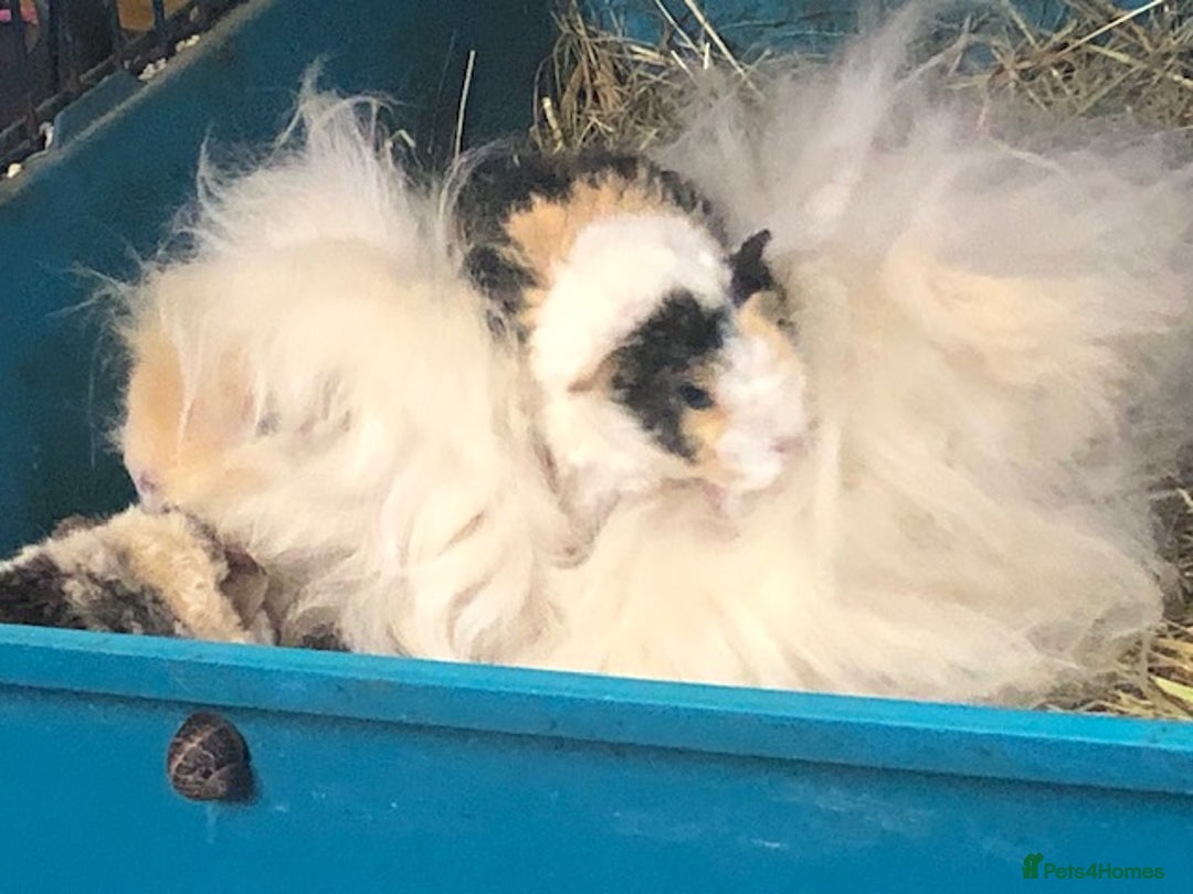 Guinea Pig rodents for sale: Beautiful Peruvian Lady - Image 4