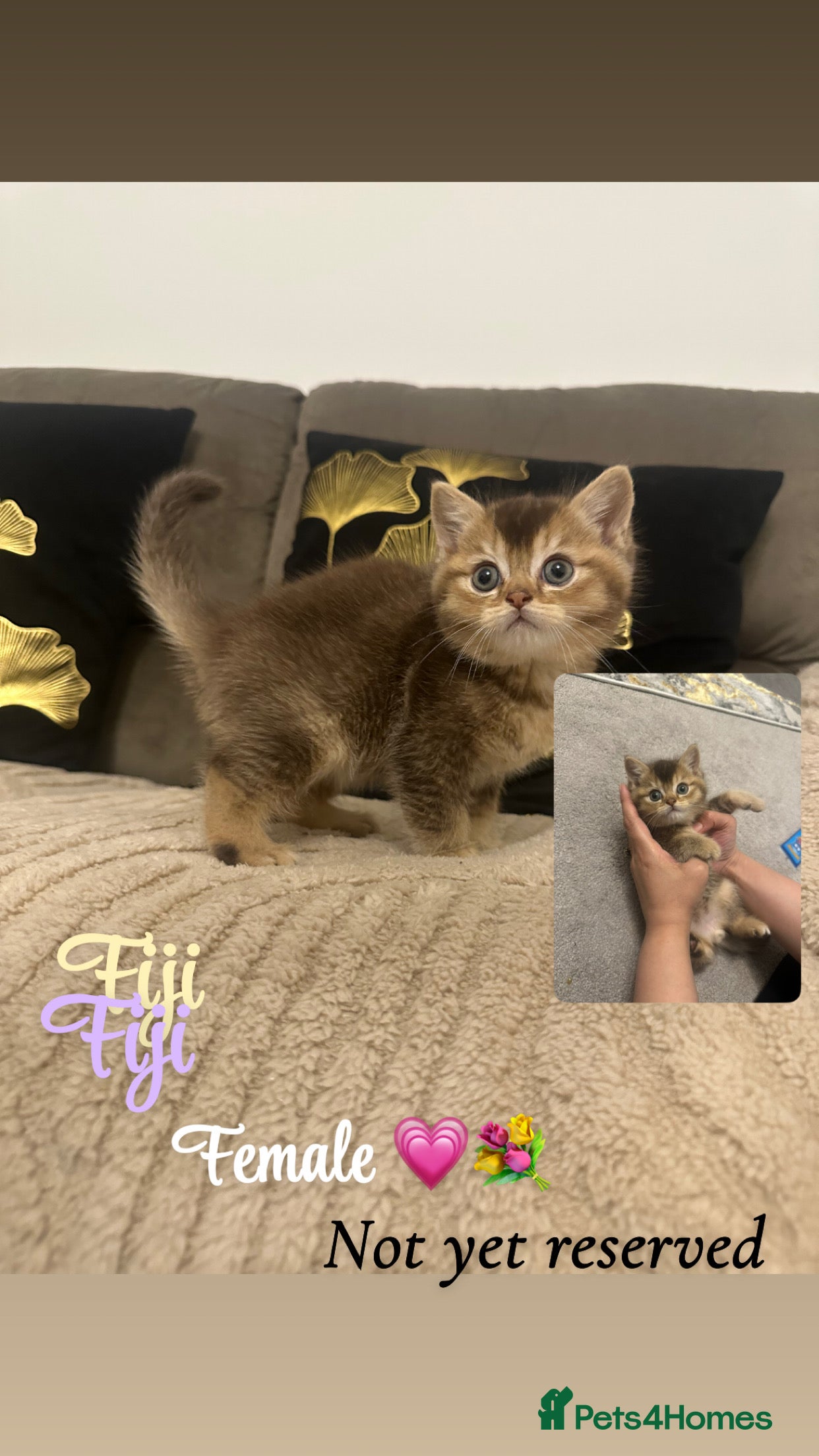 British Shorthair cats Brown/golden mixed bsh  - Advert 3