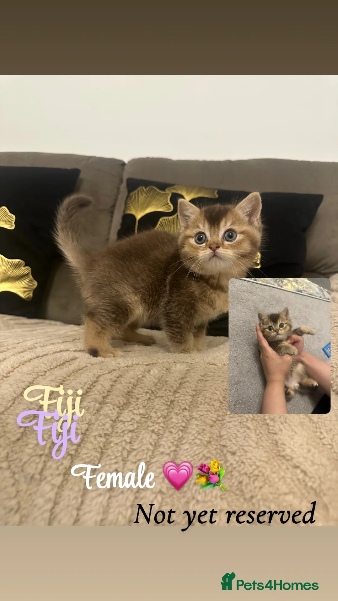 British Shorthair cats for sale: Brown/golden mixed bsh  - Advert 1