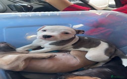 Staffordshire Bull Terrier dogs for sale: 1 puppy left Outstanding dual breeding  - Image 25