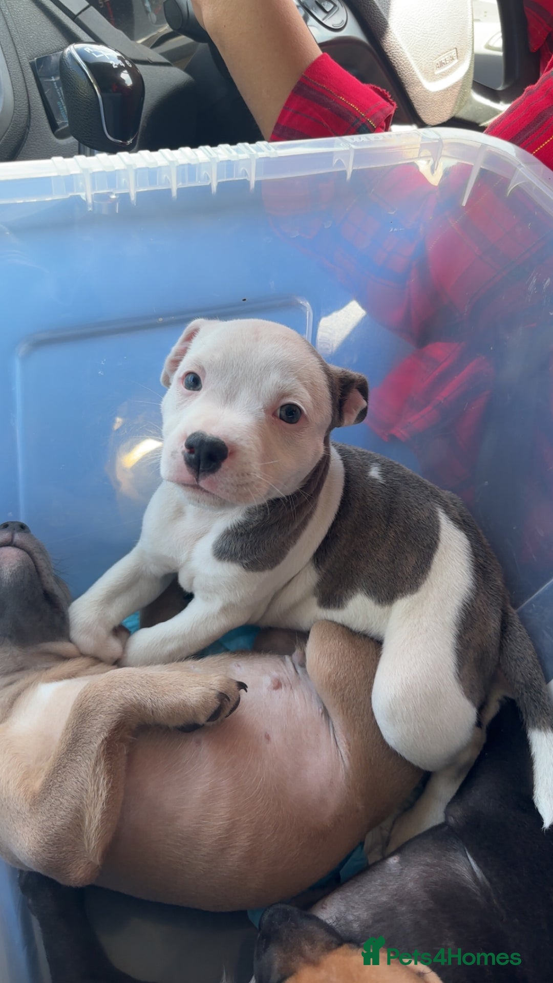 Staffordshire Bull Terrier dogs for sale: 1 puppy left Outstanding dual breeding  - Image 25