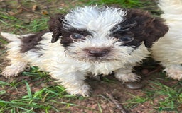 Lagotto Romagnolo dogs for sale: Show quality lagotto puppies  - Image 15
