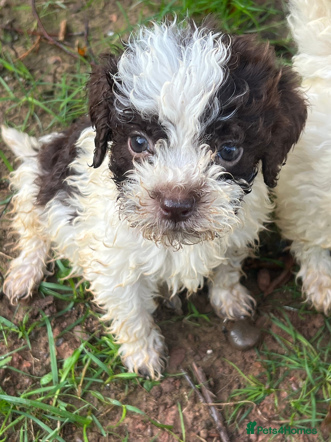 Lagotto Romagnolo dogs for sale: Show quality lagotto puppies  - Image 15