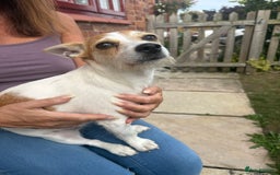 Mixed Breed dogs for sale: Chihuahua Cross Jack Russell 2 Girls  - Image 5