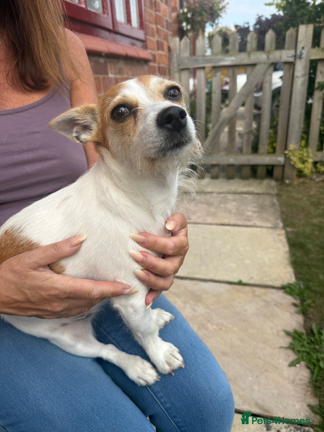 Mixed Breed dogs for sale: Chihuahua Cross Jack Russell 2 Girls  - Image 5