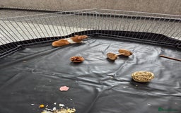 Hamster rodents for sale: Syrian male hamster - Image 3