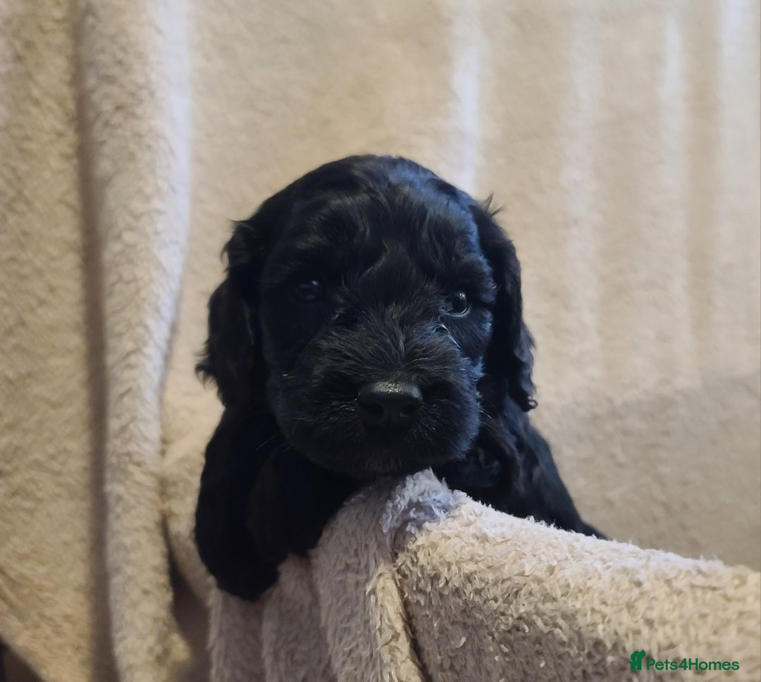 Cockapoo dogs for sale: Super Socialised F1 Cockapoo Puppies. DNA TESTED.  - Image 24