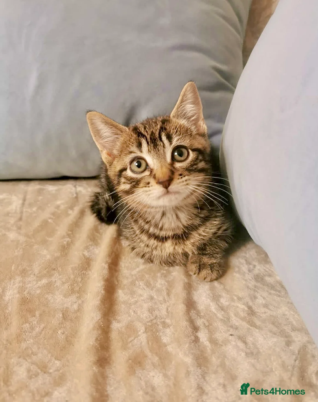 Mixed Breed cats for sale: Ragdoll X Kittens - Advert 1