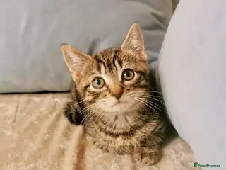 Mixed Breed cats Ragdoll X Kittens - Advert 1